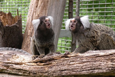 Khỉ đuôi sóc có thể học được các “phương ngữ” khác nhau