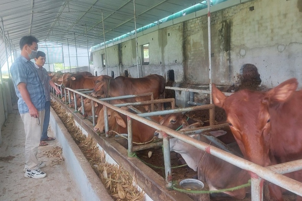 Nông dân nuôi bò 3B, lãi ròng trăm triệu đồng mỗi năm - 2 Nông dân nuôi bò 3B, lãi ròng trăm triệu đồng mỗi năm - 2