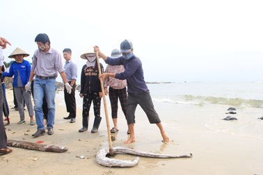 Hàm lượng sắt vượt quy chuẩn tại bãi tắm gần Vũng Áng