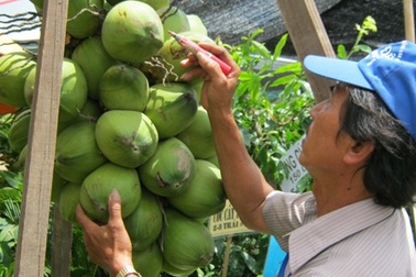 Hút mắt buồng dừa 100 trái tại Hội chợ thành tựu 10