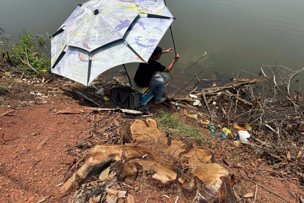 Hàng chục cây tràm trên 20 năm ở cửa rừng Mã Đà bất ngờ bị đốn hạ - 2