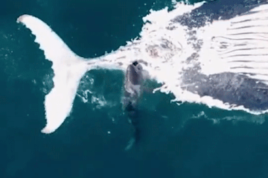 Bầy cá mập đói thi nhau “xả thịt” cá voi khổng lồ