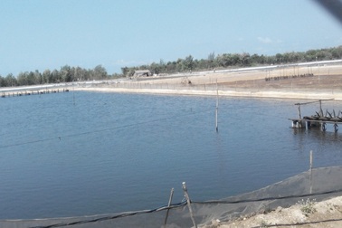 Bộ Nông nghiệp đề nghị tỉnh Kiên Giang bảo vệ diện tích rừng ven biển         