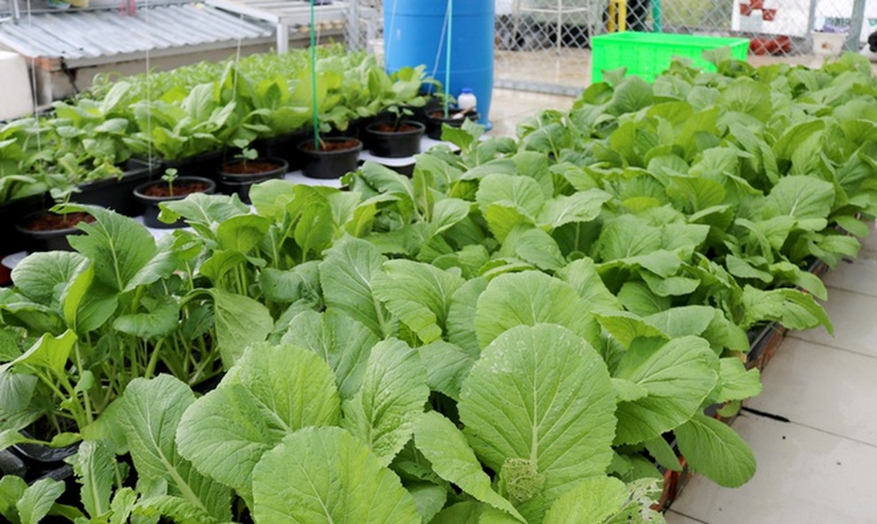 Những ông bố Việt đảm đang: Làm vườn trĩu cành, cá tung tăng trong sân - 8