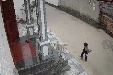 Cậu bé bị ngã đau vì trêu chó và lời cảnh báo cho các bậc phụ huynh