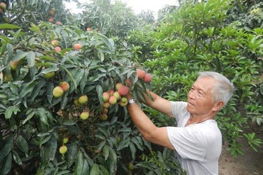 Chủ vườn “tá hỏa” vì vải 90.000 đồng/kg