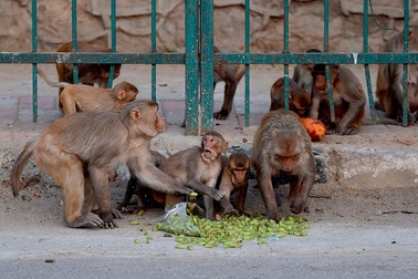 Đàn khỉ hung dữ tấn công, cướp mẫu máu xét nghiệm Covid-19