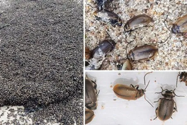Bí ẩn hàng triệu con bọ phủ kín bãi biển