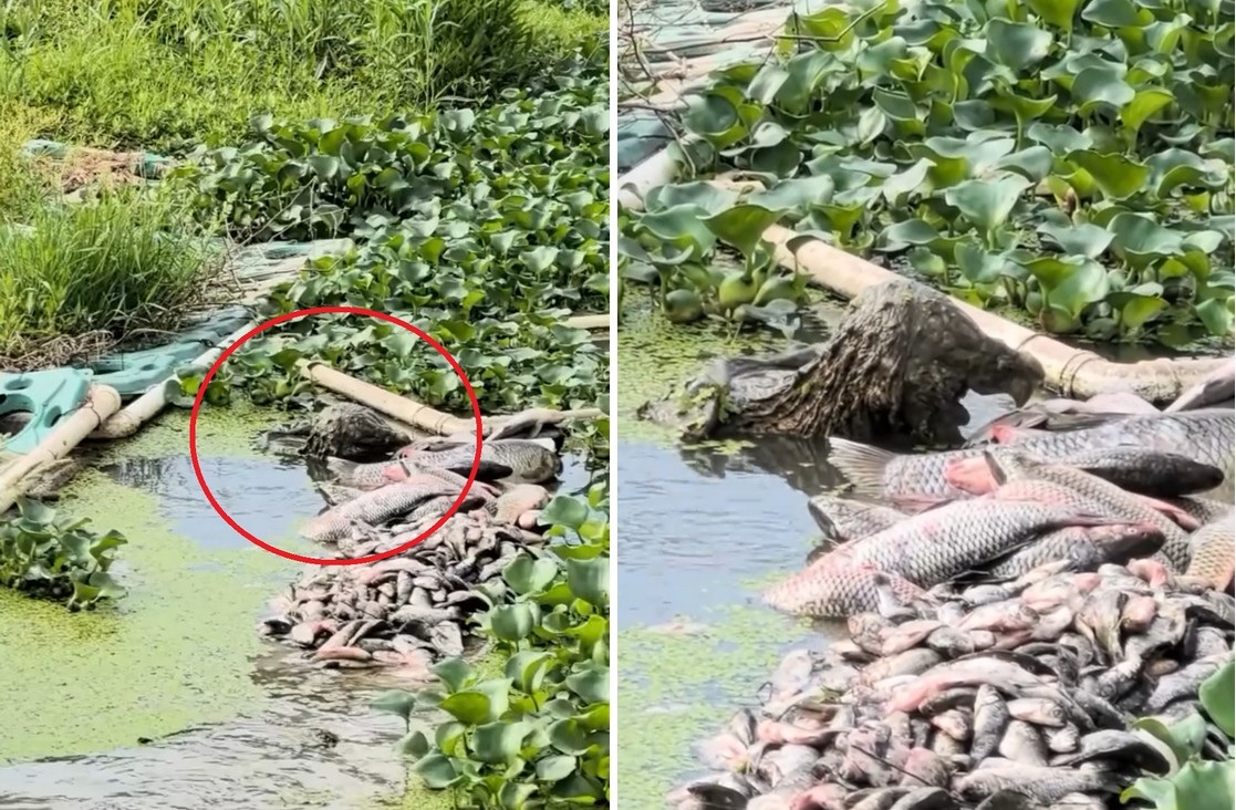 Thế giới động vật: Sự thật về "thủy quái" bất ngờ trồi lên khỏi mặt nước