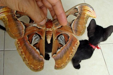 Bướm khổng lồ xuất hiện ở Gia Lâm