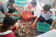Sau ký cam kết, tôm tạp chất vẫn... diễn ra ngày càng tinh vi