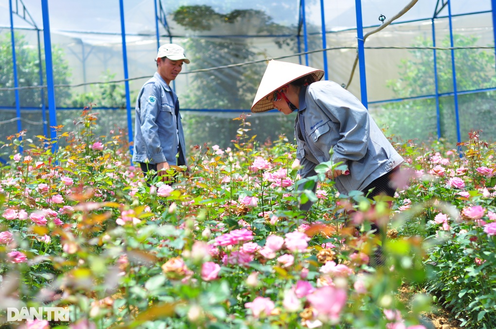 Giá hoa hồng Langbiang bật tăng sau nhiều tháng giảm sát đáy - 1