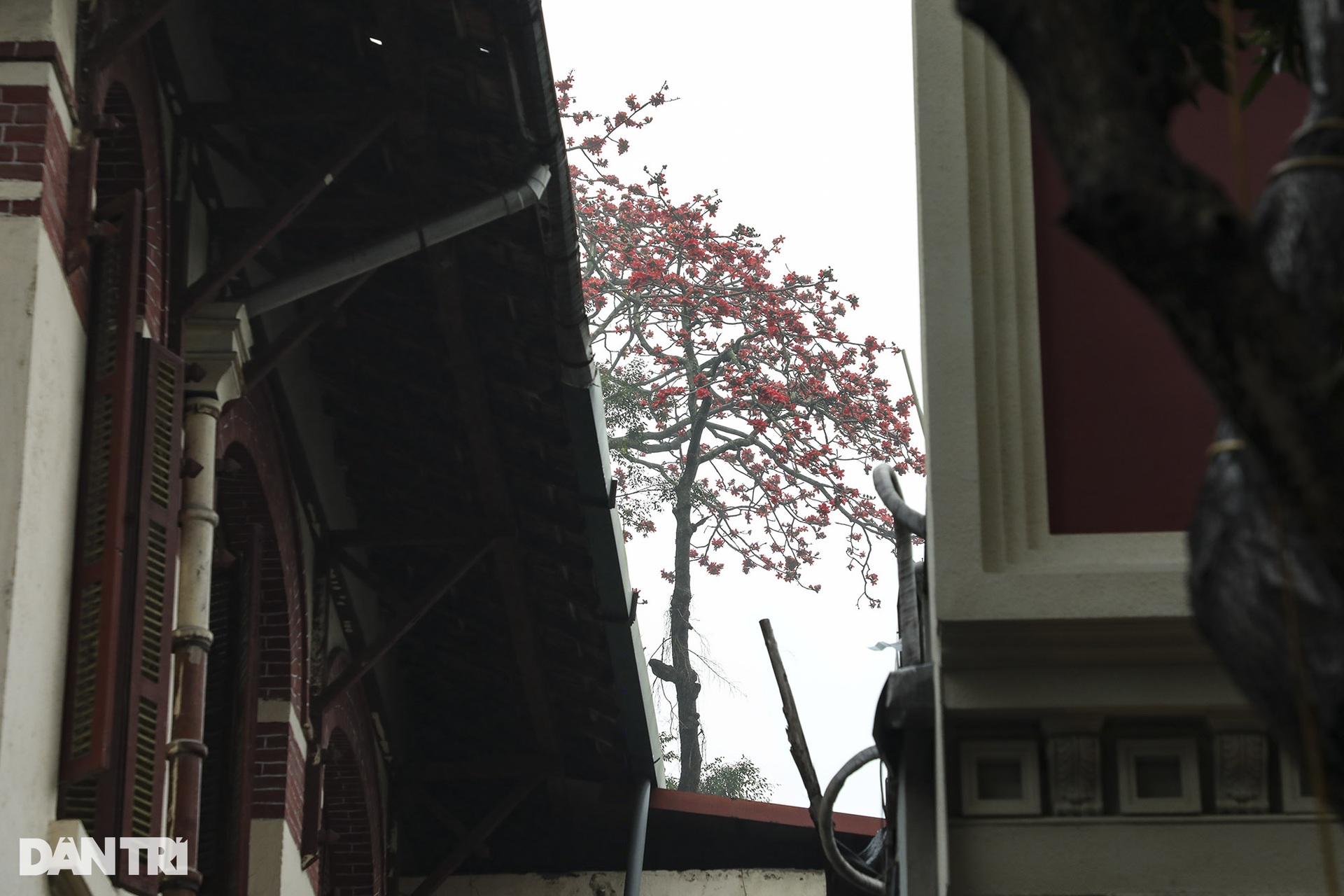 Hà Nội mùa hoa gạo nở trong sương mờ trắng - 7 Hà Nội mùa hoa gạo nở trong sương mờ trắng - 7