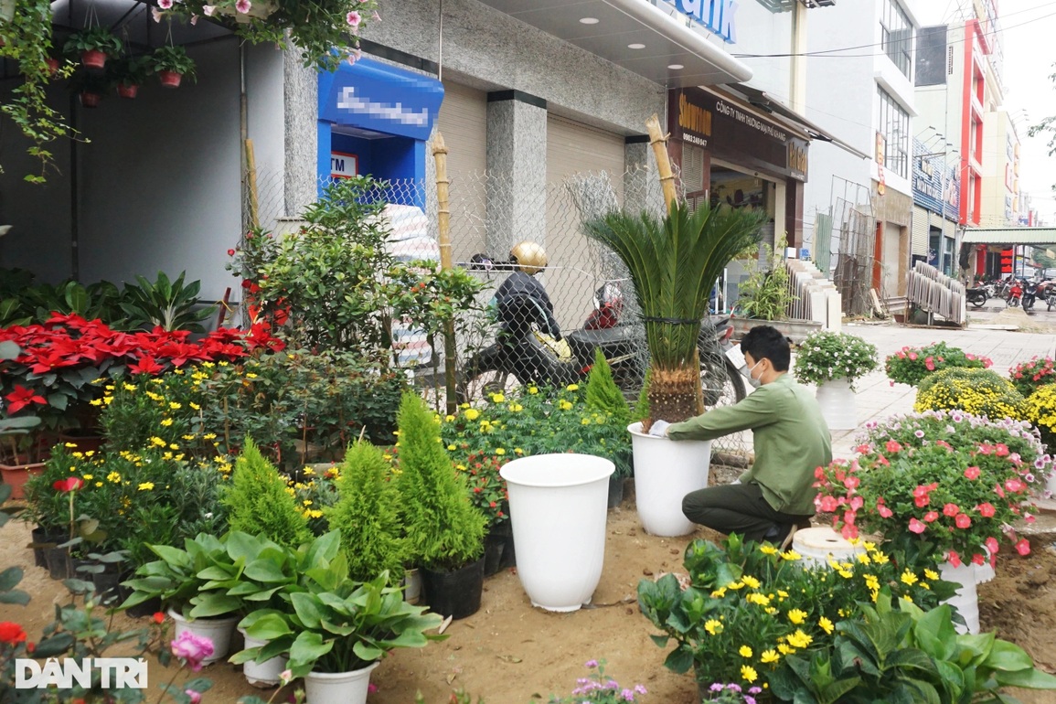 Hoa trạng nguyên, lồng đèn xuống phố đọ sắc Tết với đào, mai - 12 Hoa trạng nguyên, lồng đèn xuống phố đọ sắc Tết với đào, mai - 12