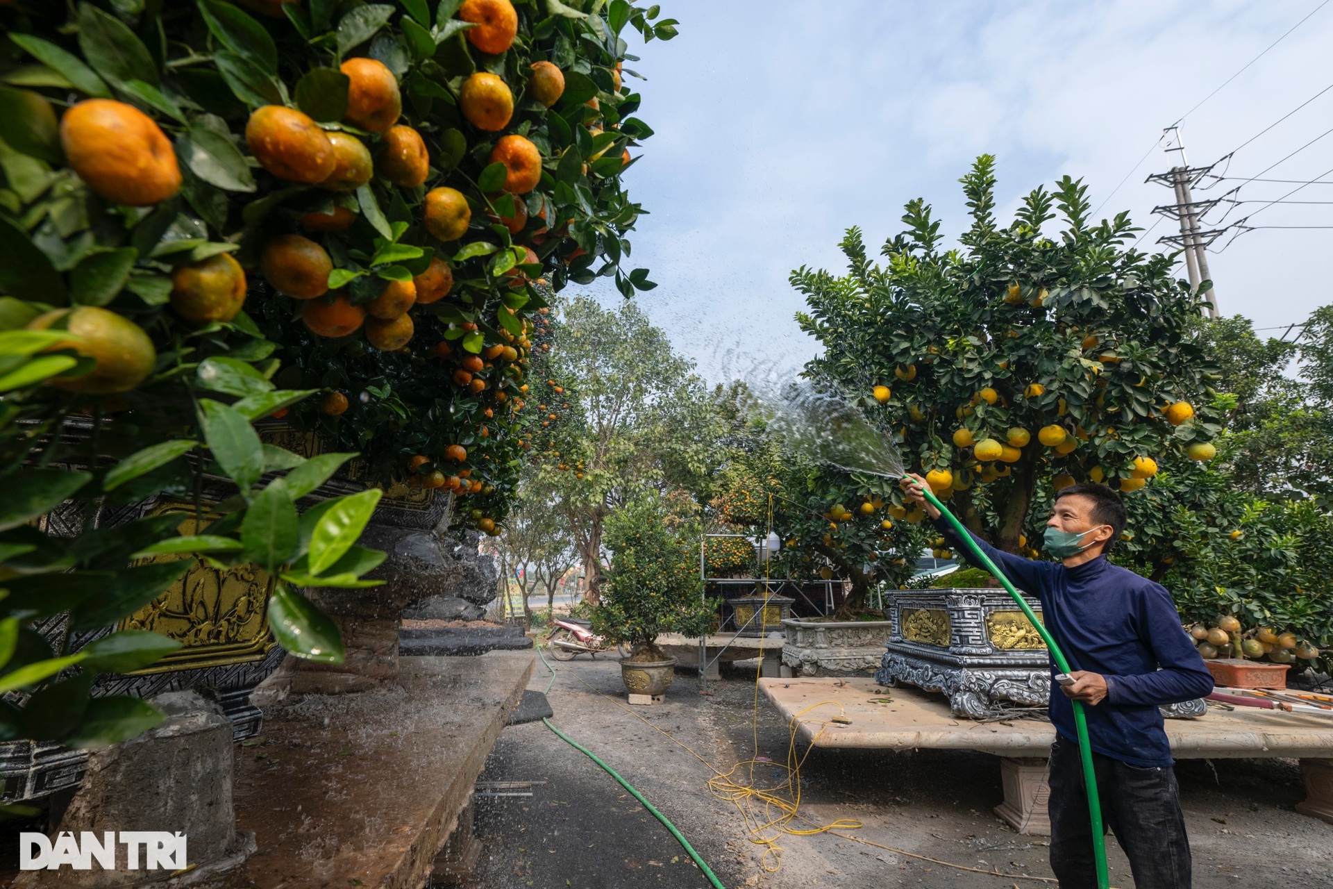 Nông dân bán cây Tết độc lạ phục vụ giới thượng lưu, thu tiền tỷ mỗi năm - 11 Nông dân bán cây Tết độc lạ phục vụ giới thượng lưu, thu tiền tỷ mỗi năm - 11