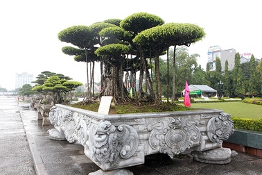 Choáng ngợp bộ 3 cây sanh giá 25 tỷ đồng ở làng nghề cây cảnh lớn nhất miền Bắc
