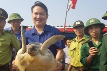 Vận động ngư dân giao nộp cá thể rùa quý để thả về biển