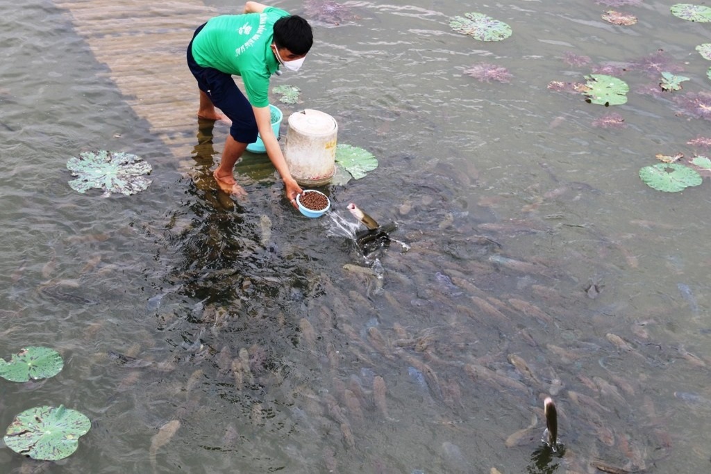 Đến Đồng Tháp đã mắt với trò xem... cá lóc bay - 5