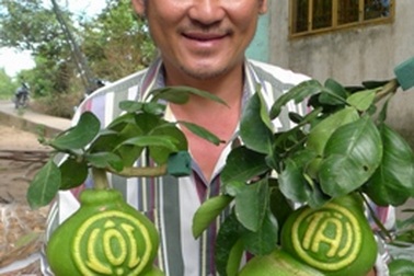 Cả xã tất bật cùng bưởi hồ lô