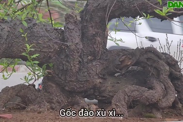 Đào phai "cổ" về Vinh được hét giá 200 triệu.