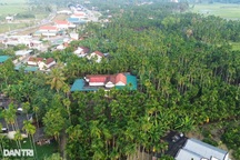 Thu cả "núi tiền" từ cau, nông dân vẫn lo cảnh phải phá bỏ cả vườn