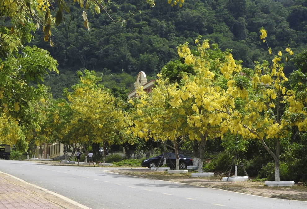 Hoa muồng hoàng yến vàng rực một góc trời Mộc Châu - 11 Hoa muồng hoàng yến vàng rực một góc trời Mộc Châu - 11