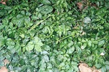 Giảo cổ lam - Một dược liệu quý hiếm ở Việt Nam