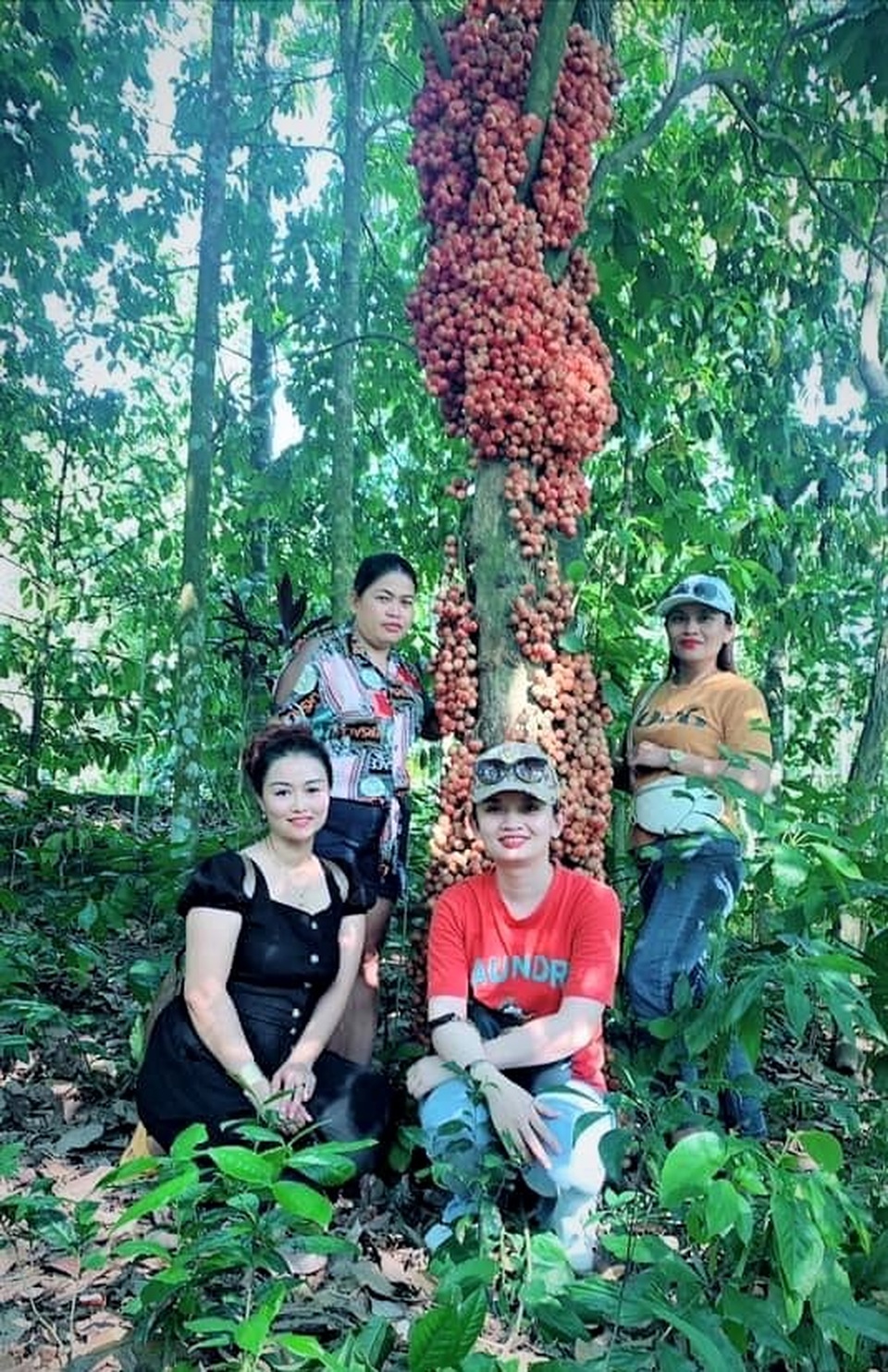 Du khách “lịm tim” với mùa dâu đất chín đỏ vùng trung du Quảng Nam - 5 Du khách “lịm tim” với mùa dâu đất chín đỏ vùng trung du Quảng Nam - 5