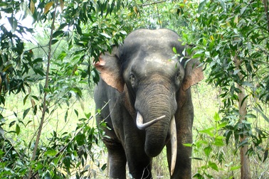 Đầu tư 74 tỷ đồng cho dự án bảo tồn voi