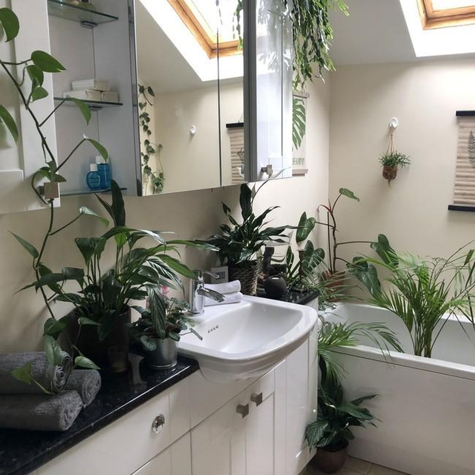 Căn nhà như rừng rậm nhiệt đới của chàng trai nghiện cây ở Anh - 6 Căn nhà như rừng rậm nhiệt đới của chàng trai nghiện cây ở Anh - 6