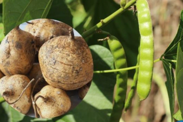 Ăn hạt cây củ đậu, 3 bố con cùng nhập viện cấp cứu