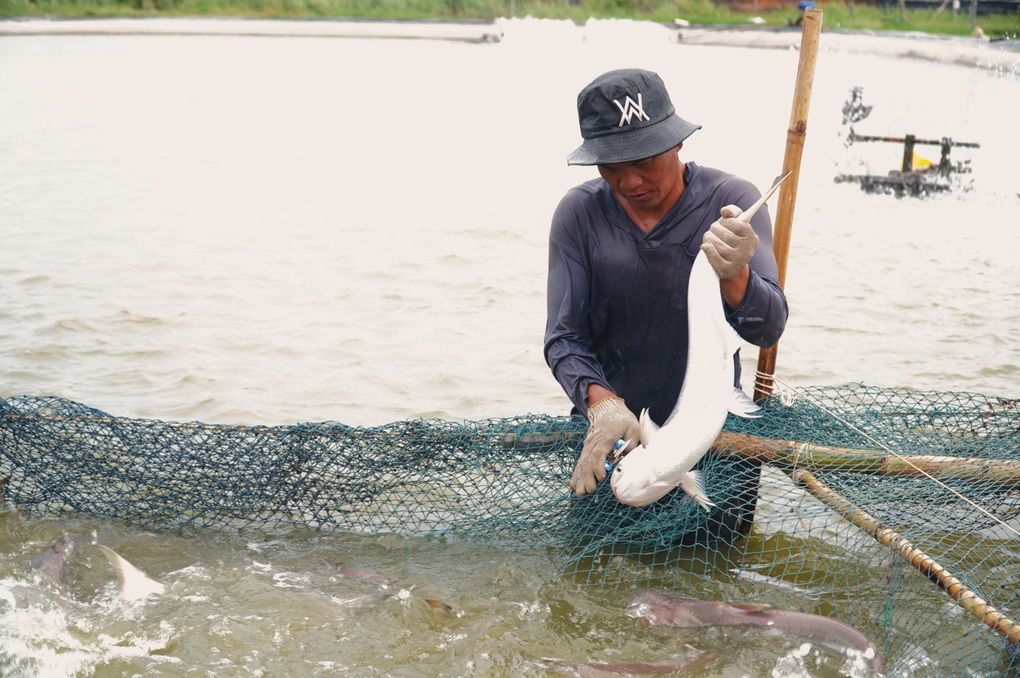 Nuôi loài cá thịt thơm, da trắng, ông nông dân ngồi rung đùi thu tiền tỷ - 3 Nuôi loài cá thịt thơm, da trắng, ông nông dân ngồi rung đùi thu tiền tỷ - 3