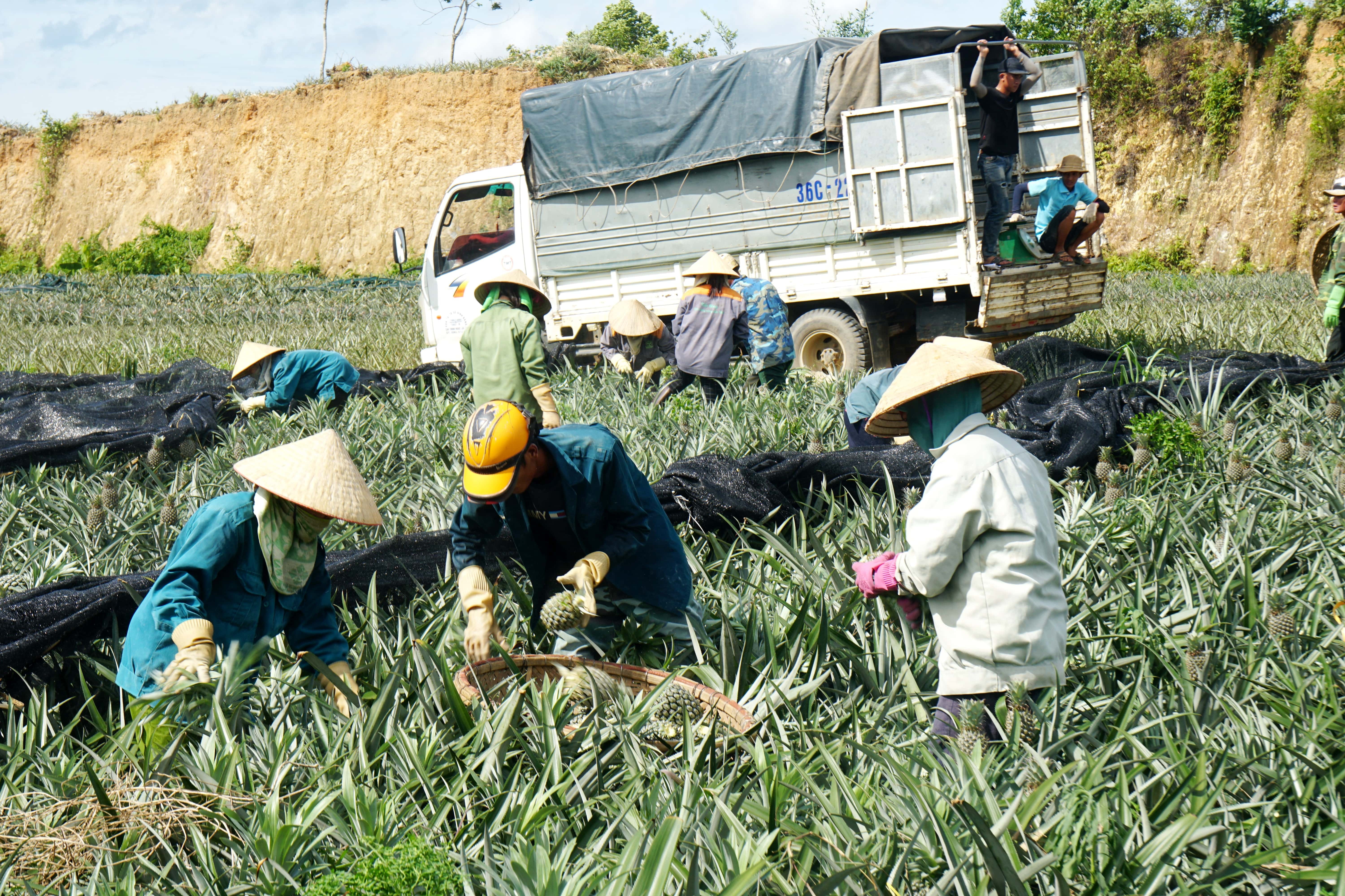 Nông dân đội nắng 40 độ C thu hoạch dứa - 5 Nông dân đội nắng 40 độ C thu hoạch dứa - 5