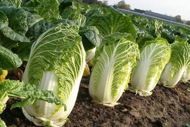 Loại rau cải nào vừa tốt cho gan vừa giúp giảm cân hiệu quả?