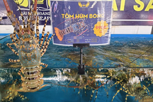 Tôm hùm rớt giá chưa từng có