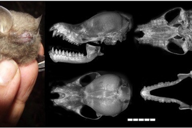 Phát hiện một loài dơi mới tại khu vực rừng Trường Sơn