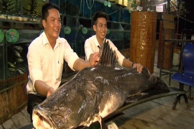 Điểm danh những "thủy quái" khổng lồ mắc lưới ngư dân Việt