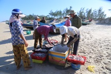 Ra khơi vài giờ, ngư dân trúng loại cá "mềm nhũn như cháo" thu tiền triệu