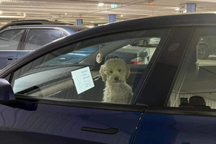 Xe Tesla gây sốt mạng xã hội vì một tính năng thú vị mà xe VinFast cũng có