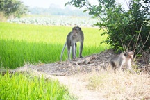 Bắn hạ khỉ đầu đàn trong bầy khỉ hoang đại náo làng quê
