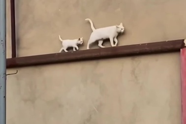 Mèo mẹ thể hiện sự lo lắng khi cùng con đi trên gờ tường hẹp