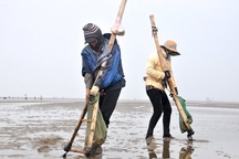 Nghề đi giật lùi nơi cửa biển kiếm gần nửa triệu đồng/ngày