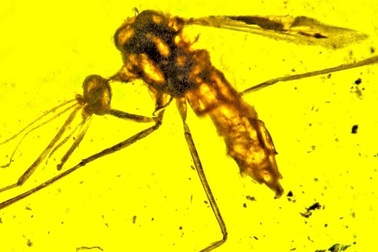 Muỗi cổ đại có thể đã mang mầm bệnh sốt rét từ thời khủng long