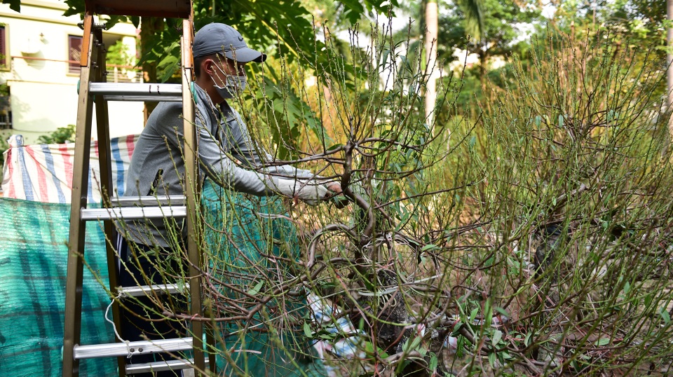 Chi tiền triệu thuê nhân công tuốt lá đào đón Tết Canh Tý - 6 Chi tiền triệu thuê nhân công tuốt lá đào đón Tết Canh Tý - 6