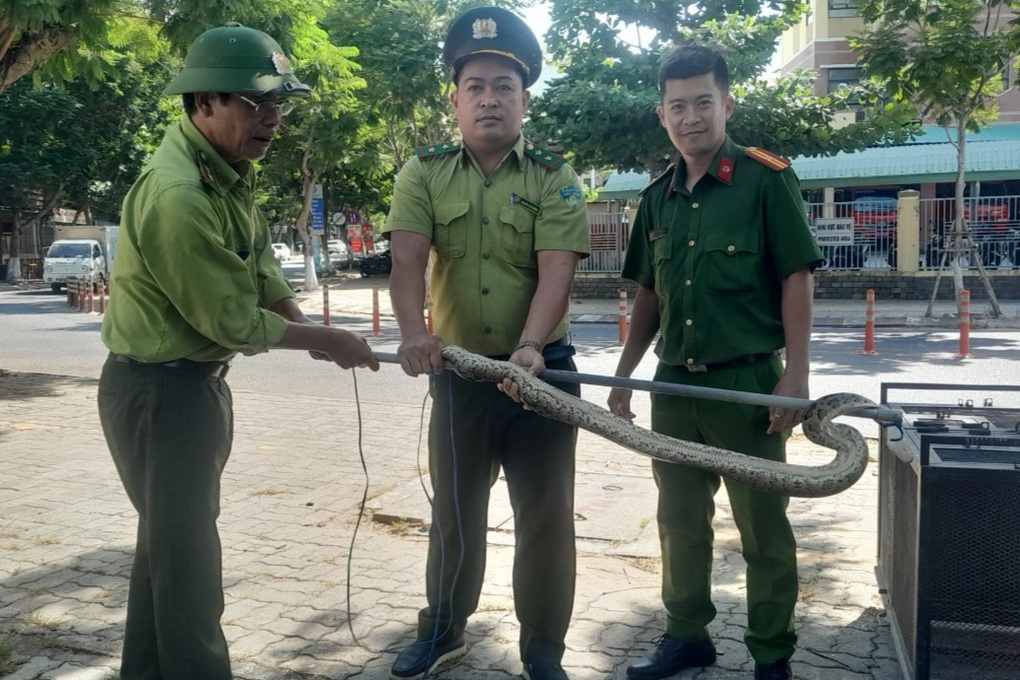 Đi hóng mát, phát hiện cá thể trăn nặng 5kg nằm trên cây - 1 Đi hóng mát, phát hiện cá thể trăn nặng 5kg nằm trên cây - 1