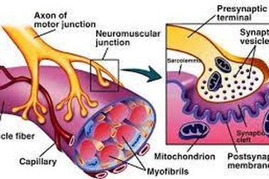 Có thể giải độc chất VX sử dụng trong vụ ông Kim Jong Nam?