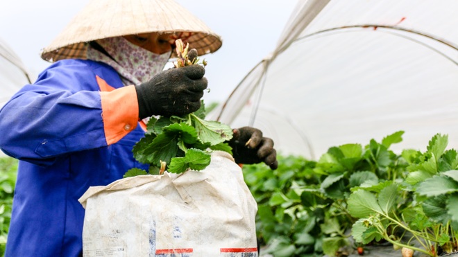 Mùa dịch Covid-19: Đưa trẻ đi hái dâu tây chín rộ ở Hà Nội - 15 Mùa dịch Covid-19: Đưa trẻ đi hái dâu tây chín rộ ở Hà Nội - 15