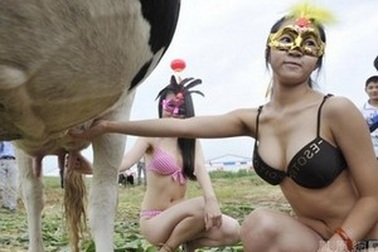 Người mẫu bikini “nóng bỏng” tại cuộc thi… “hoa hậu bò sữa”