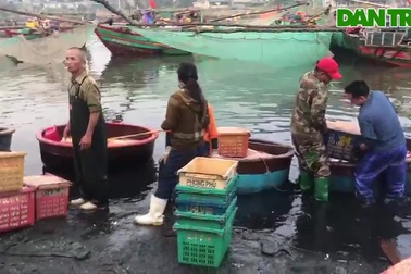 Ngư dân trúng đậm mùa ruốc tép, thu nhập chục triệu đồng mỗi ngày