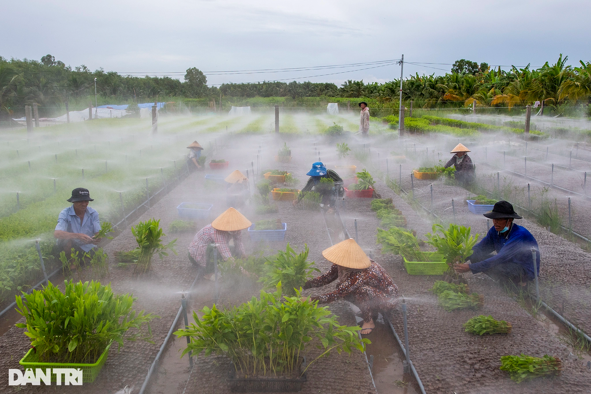 Thạc sĩ nông dân ở Cà Mau thu bạc tỷ nhờ ươm cây giống và nuôi cá rô đồng - 3 Thạc sĩ nông dân ở Cà Mau thu bạc tỷ nhờ ươm cây giống và nuôi cá rô đồng - 3